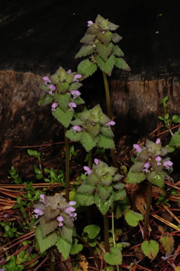 image of Lamium purpureum, Purple Deadnettle, Red Deadnettle, Purple Archangel