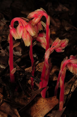 Hypopitys lanuginosa, Appalachian Red Pinesap, Hairy Pinesap