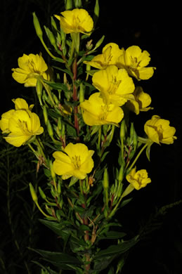 image of Oenothera biennis, Common Evening-primrose