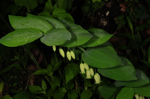 image of Polygonatum biflorum +, Smooth Solomon's Seal