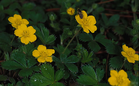 image of Potentilla canadensis, Dwarf Cinquefoil, Running Five-fingers