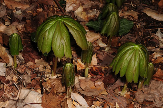 image of Podophyllum peltatum, May-apple, American Mandrake