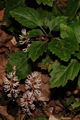 image of Pachysandra procumbens, Allegheny-spurge, Mountain Pachysandra