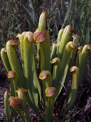 image of Sarracenia minor var. minor, Hooded Pitcherplant