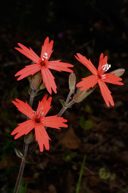 image of Silene virginica var. virginica, Fire-pink