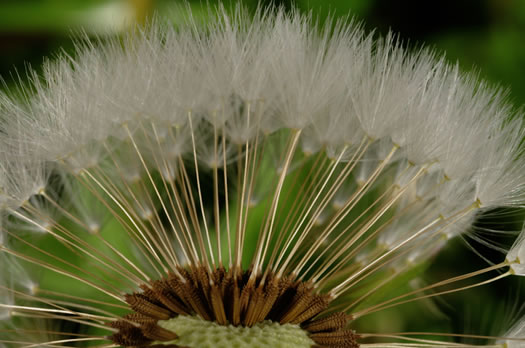 image of Taraxacum officinale, Common Dandelion