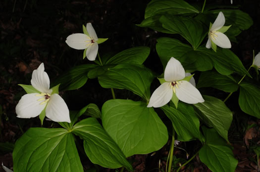 image of Trillium simile, Sweet White Trillium, Confusing Trillium, Jeweled Trillium