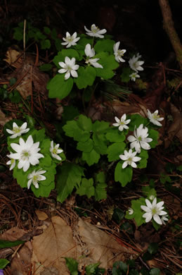 image of Thalictrum thalictroides, Windflower, Rue-anemone