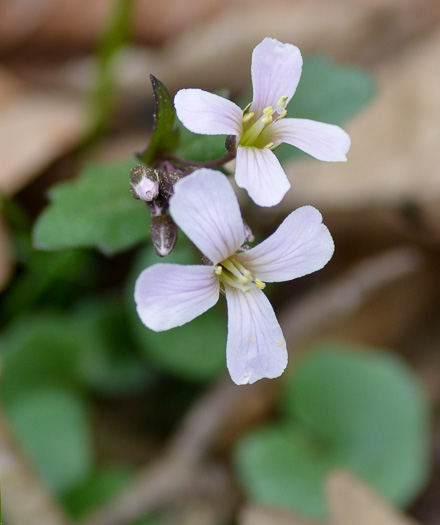 image of Cardamine douglassii, Limestone Bittercress, Douglass's Bittercress, Purple Cress, Pink Spring-cress