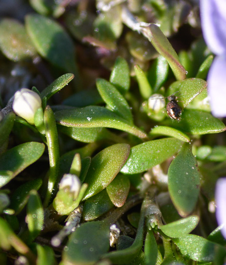 image of Houstonia rosea, Rose Bluet, Pygmy Bluet