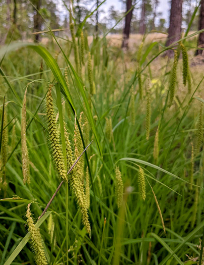 image of Carex mitchelliana, Mitchell's Sedge