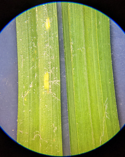 image of Carex crinita var. crinita, Long-fringed Sedge, Drooping Sedge