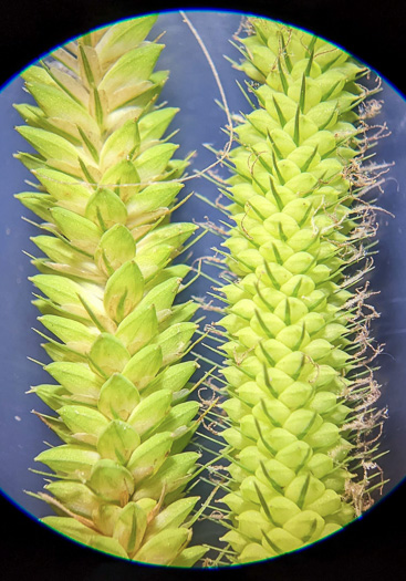 image of Carex mitchelliana, Mitchell's Sedge