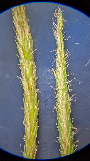 image of Carex crinita var. crinita, Long-fringed Sedge, Drooping Sedge