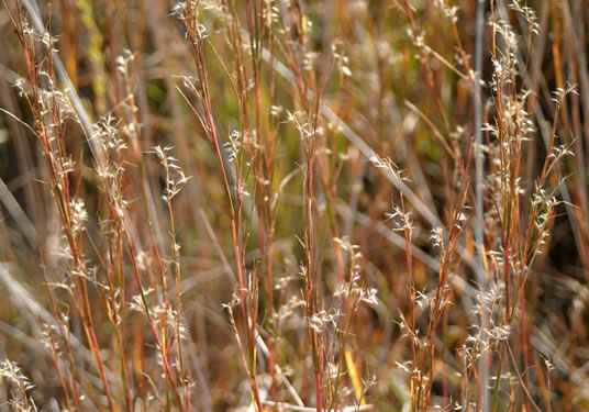 image of Schizachyrium scoparium var. scoparium, Common Little Bluestem