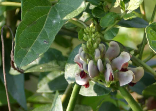 image of Apios americana, American Groundnut, Common Groundnut