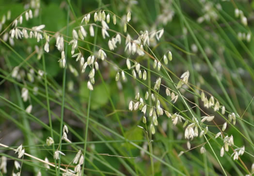 image of Melica mutica, Two-flower Melicgrass