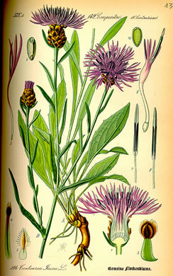 image of Centaurea jacea, Brown Knapweed