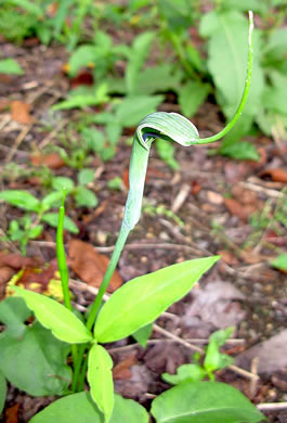 spadix