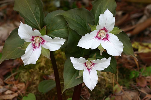 Trillidium undulatum, Painted Trillium, Striped Wake-robin