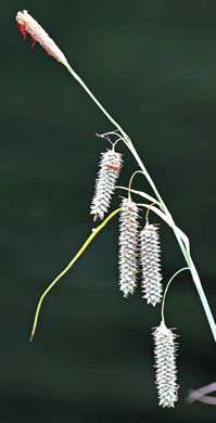 image of Carex glaucescens, Blue Sedge, Southern Waxy Sedge