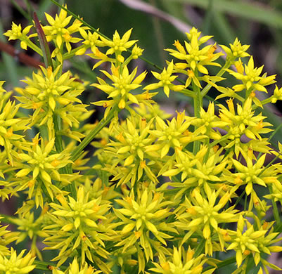 image of Polygala ramosa, Short Pinebarren Milkwort, Low Pinebarren Milkwort, Dwarf Milkwort, Savanna Milkwort