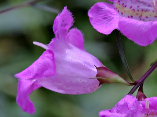 image of Agalinis virgata, Wand Gerardia, Wand Agalinis, Pine-barren False Foxglove