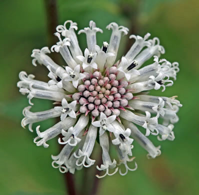 image of Melanthera nivea, Snowy Black-anthers, Snow Squarestem