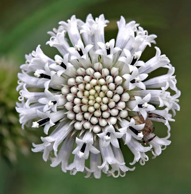 image of Melanthera nivea, Snowy Black-anthers, Snow Squarestem