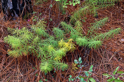 image of Amsonia ciliata, Sandhill Bluestar, Fringed Bluestar