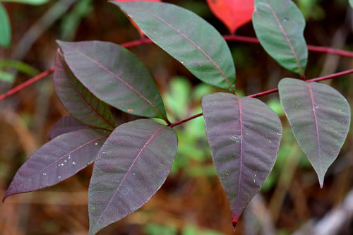 image of Toxicodendron vernix, Poison Sumac, Thunderwood