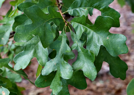 image of Quercus margaretiae, Sand Post Oak, Scrub Post Oak, Margaret's Oak