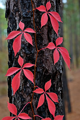 image of Parthenocissus quinquefolia, Virginia Creeper