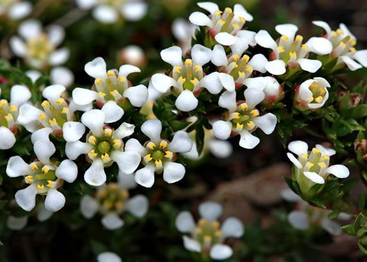 image of Pyxidanthera barbulata var. brevifolia, Sandhills Pyxie-moss, Wells' Pyxie-moss, Little Pyxie