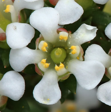 image of Pyxidanthera barbulata var. brevifolia, Sandhills Pyxie-moss, Wells' Pyxie-moss, Little Pyxie