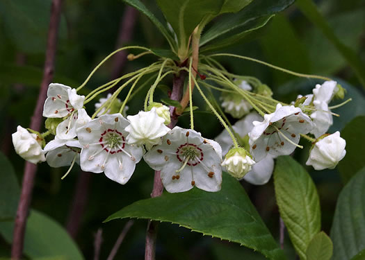 image of Kalmia cuneata, White Wicky