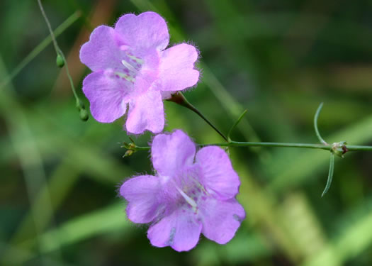 image of Agalinis setacea, Threadleaf Gerardia, Threadleaf Agalinis, Threadleaf False Foxglove, Sandhills Gerardia