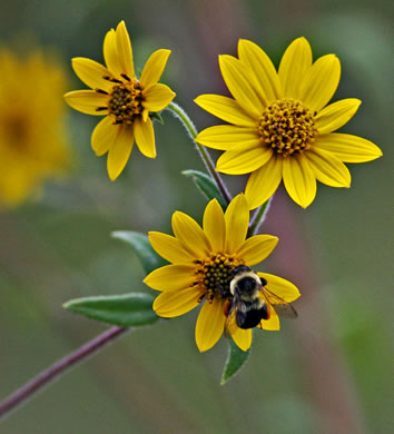 image of Helianthus schweinitzii, Schweinitz's Sunflower