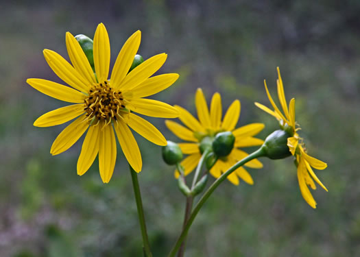 Prairie-dock