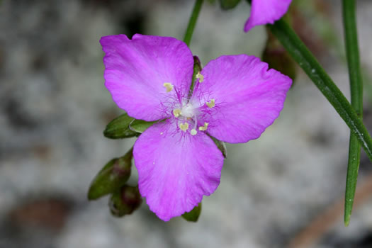 image of Cuthbertia graminea, Grassleaf Roseling, Pink Spiderwort, Slender Roseling