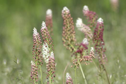 image of Stenanthium densum, Crow-poison, Savanna Camass, Osceola-plume