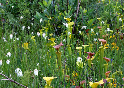 image of Rhynchospora latifolia, Broadleaf Whitetop Sedge, Giant Whitetop Sedge, White-bracted Sedge