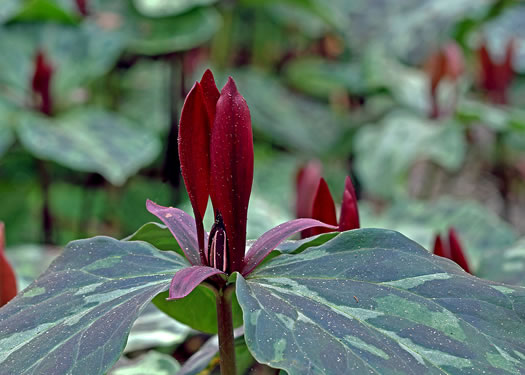 image of Trillium maculatum, Mottled Trillium, Spotted Trillium