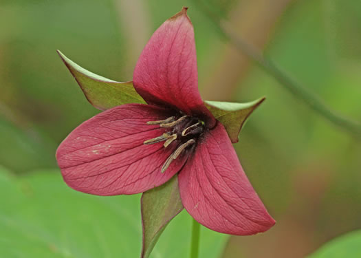 Trillium sulcatum, Southern Red Trillium, Barksdale's Trillium