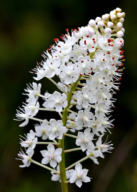 image of Stenanthium densum, Crow-poison, Savanna Camass, Osceola-plume