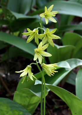 image of Clintonia borealis, Bluebead-lily, Clinton's Lily, Yellow Clintonia, Yellow Bead Lily