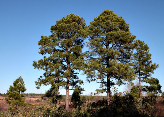 image of Pinus serotina, Pond Pine, Pocosin Pine, Marsh Pine