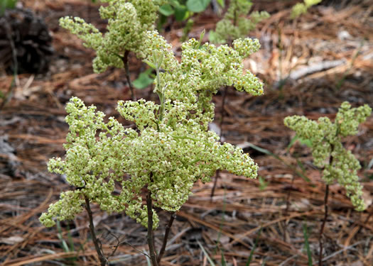 Poison Oak