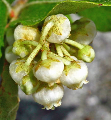 Northern Maleberry