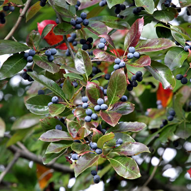 image of Nyssa sylvatica, Blackgum, Black Tupelo, Sour Gum